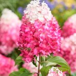 Hortenzia metlinatá (Hydrangea paniculata) ´LIVING RED VELVET®´ by LIVING CREATIONS® - výška 20-30 cm, kont. C1,5L